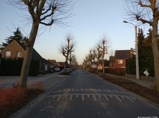 Vellen bomen wijken Avelgem