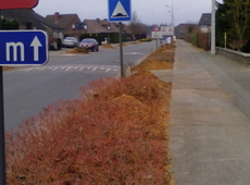 Vellen en heraanplanten bomen in diverse wijken in Avelgem