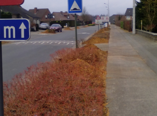 Vellen en heraanplanten bomen in diverse wijken in Avelgem