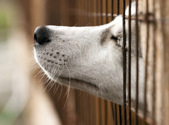 N-VA Avelgem - Dierenwelzijn