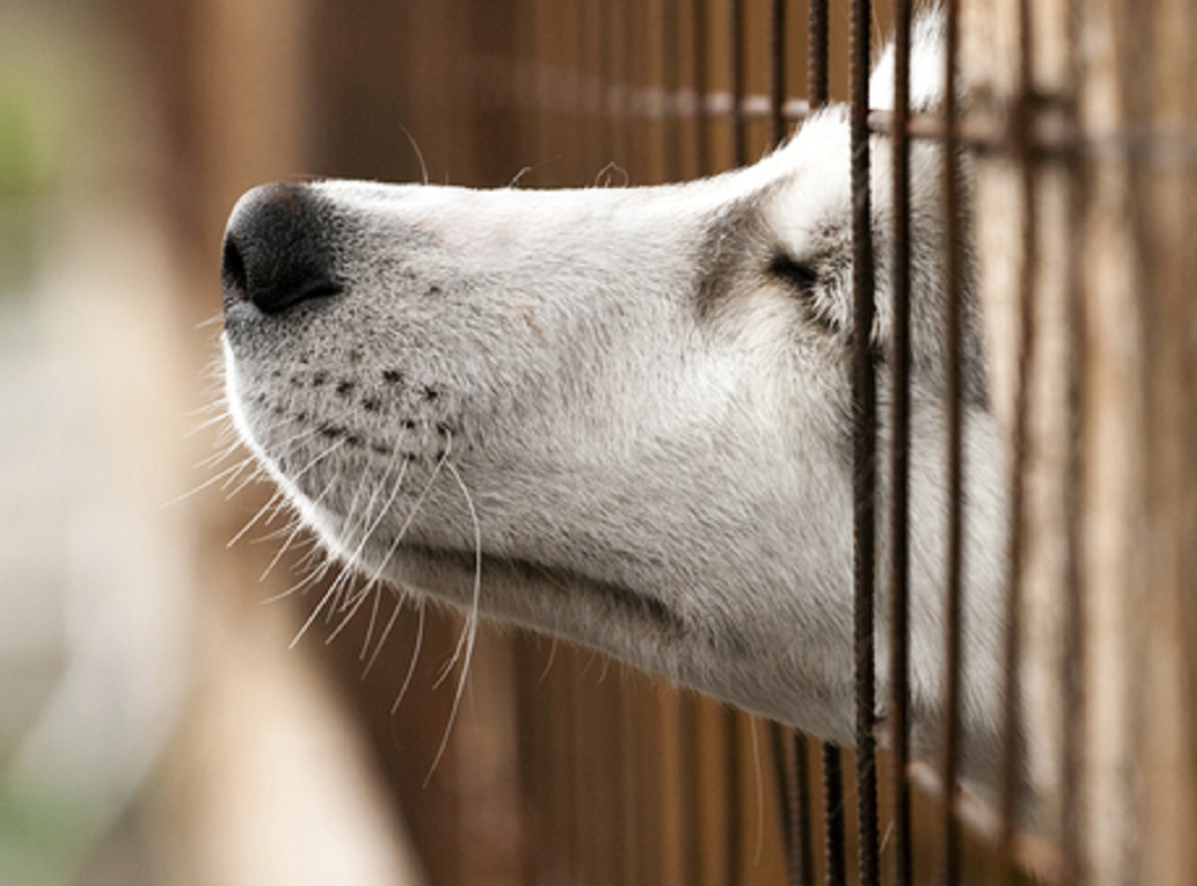 N-VA Avelgem - Dierenwelzijn